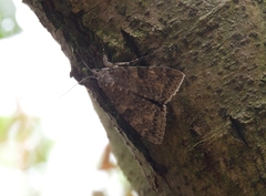 Catocala nupta