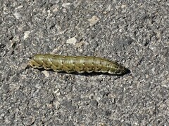 Agrius convolvuli