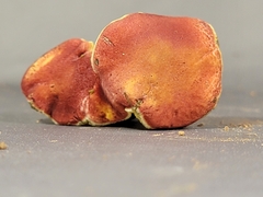 Hortiboletus