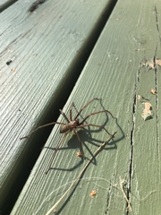 Eratigena atrica