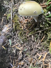 Amanita