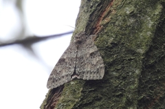 Catocala nupta
