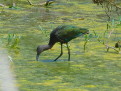 Plegadis chihi