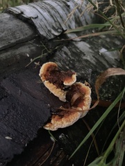 Gloeophyllum sepiarium