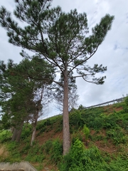 Pinus taeda