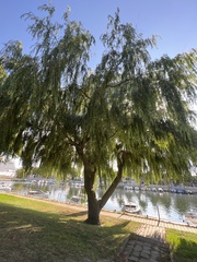 Salix babylonica