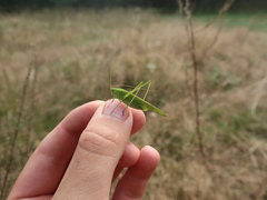 Phaneroptera falcata