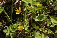 Ficaria verna