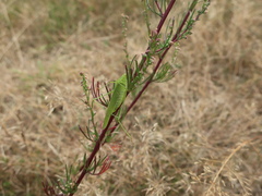 Phaneroptera falcata