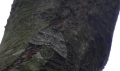 Catocala nupta