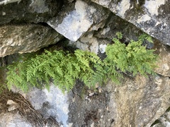 Cystopteris fragilis