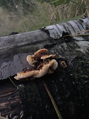 Gloeophyllum sepiarium