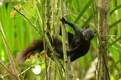 Sciurus variegatoides