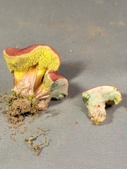 Hortiboletus