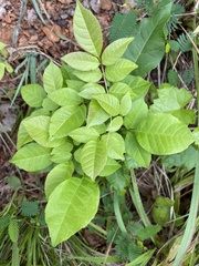 Fraxinus caroliniana