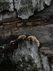 Gloeophyllum sepiarium