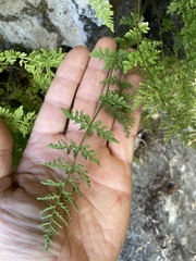 Cystopteris fragilis