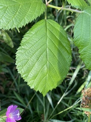 Alnus incana