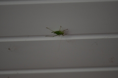 Leptophyes punctatissima