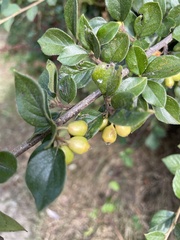 Cotoneaster simonsii