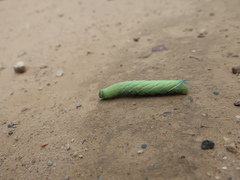 Smerinthus ocellata