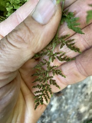 Cystopteris fragilis