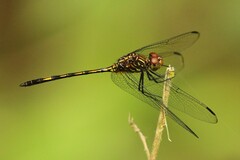 Dythemis sterilis