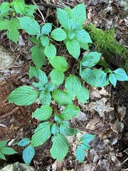 Cornus alternifolia