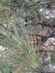 Pinus taeda