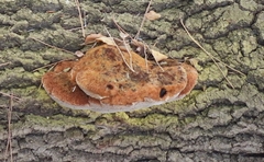 Inonotus hispidus