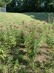 Eutrochium maculatum