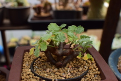 Pelargonium crassicaule