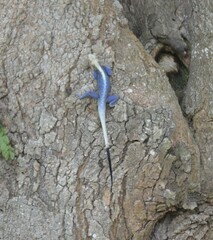 Agama agama