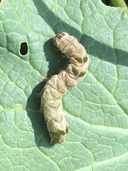 Melanchra persicariae