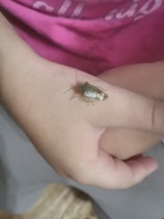 Acanthosoma haemorrhoidale