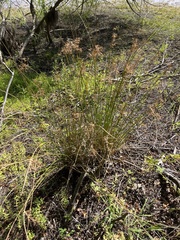 Juncus effusus
