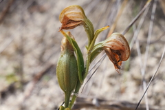 Pterostylis sanguinea