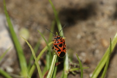 Eurydema ornata