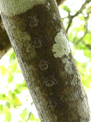 Rhynchonycteris naso