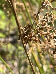 Juncus effusus
