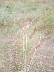 Carex extensa