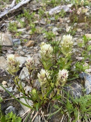 Castilleja parviflora albida