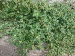 Chenopodium vulvaria