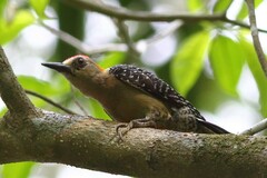Melanerpes