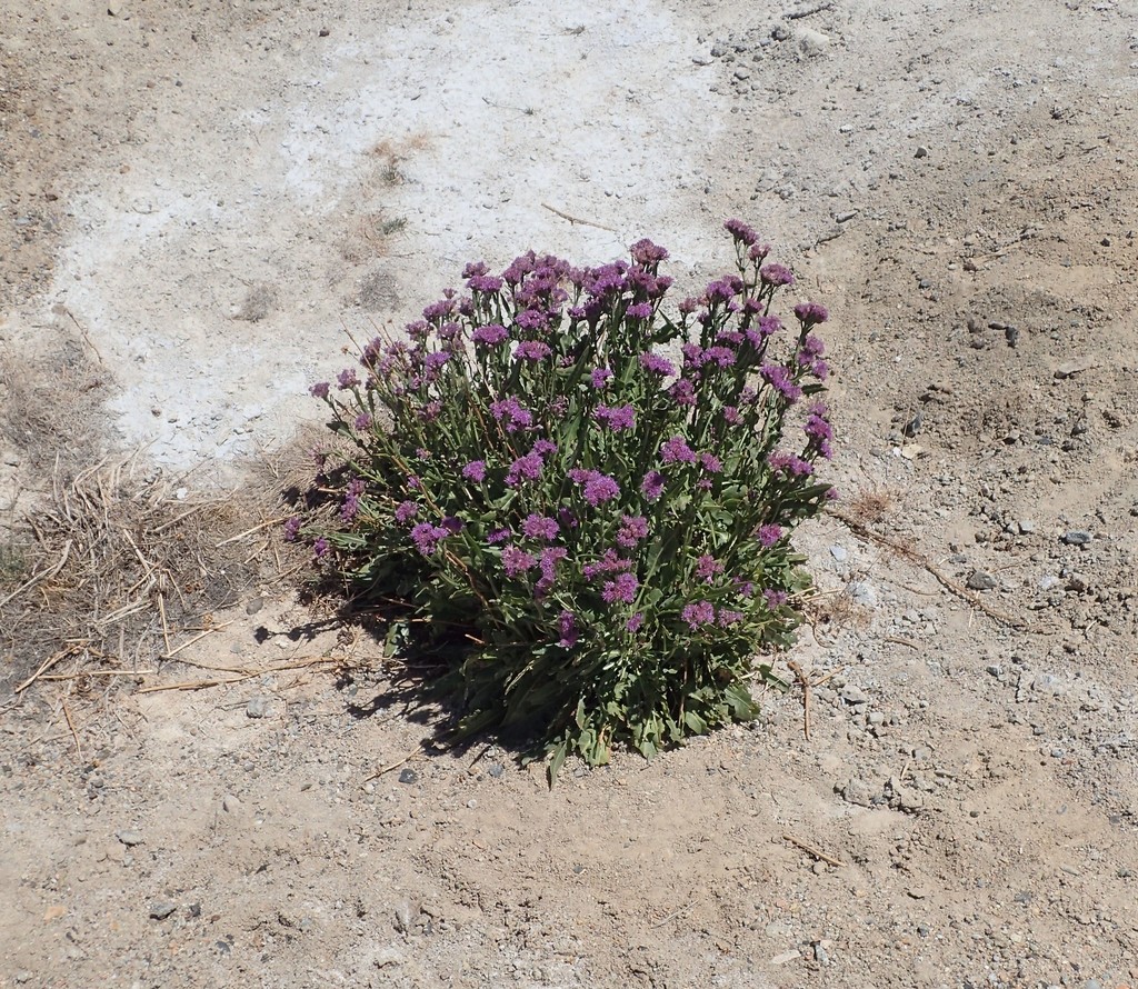 Saussurea pseudosalsa