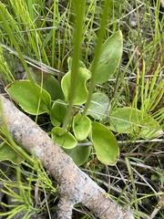 Parnassia glauca