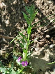 Lythrum hyssopifolia