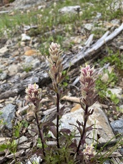 Castilleja parviflora albida