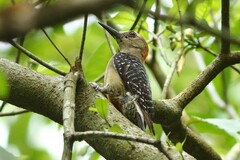 Melanerpes
