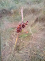 Carex extensa